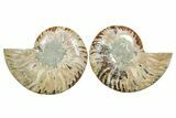 Cut & Polished Crystal-Filled Ammonite Fossil - Madagascar #354166-1